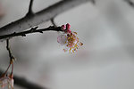 花苞（非高清）