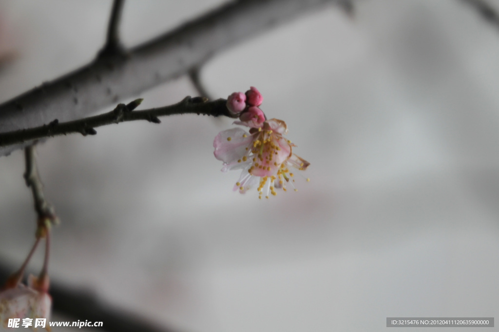 花苞（非高清）
