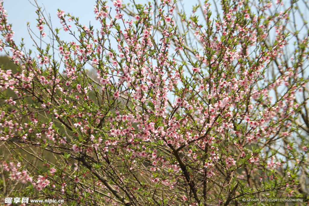 桃花树