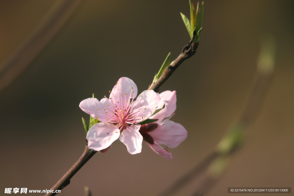 桃花