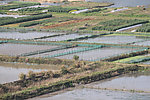 水稻田