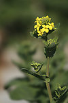 油菜花