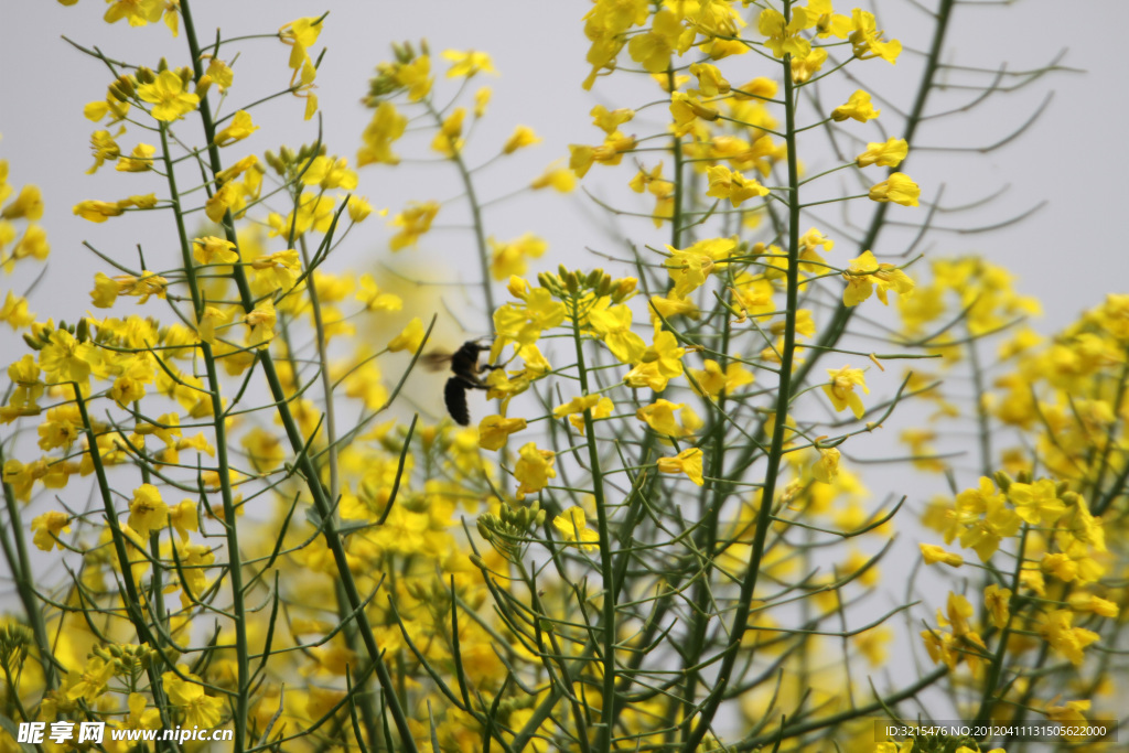 油菜花