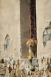 小猫咪
