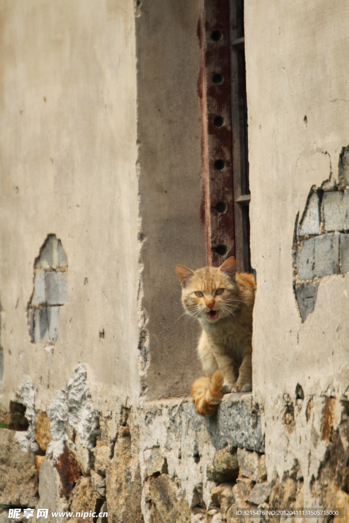 小猫咪