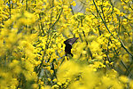油菜花