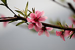 鲜花