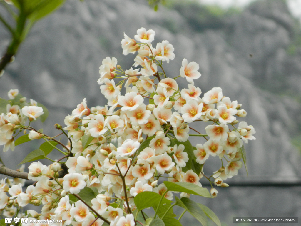 桐油子花