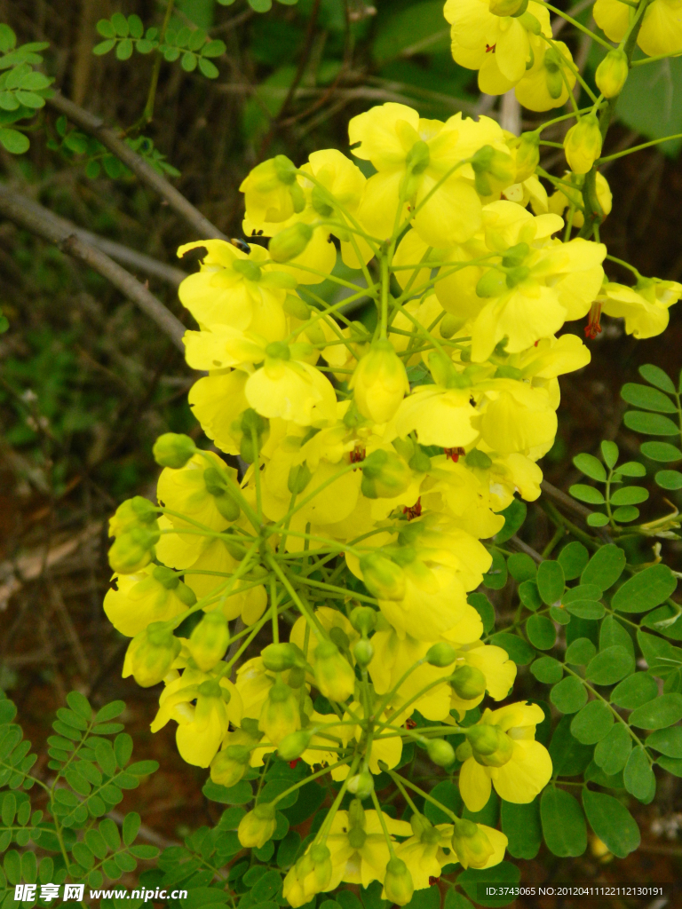 山间野花