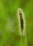 狗尾草