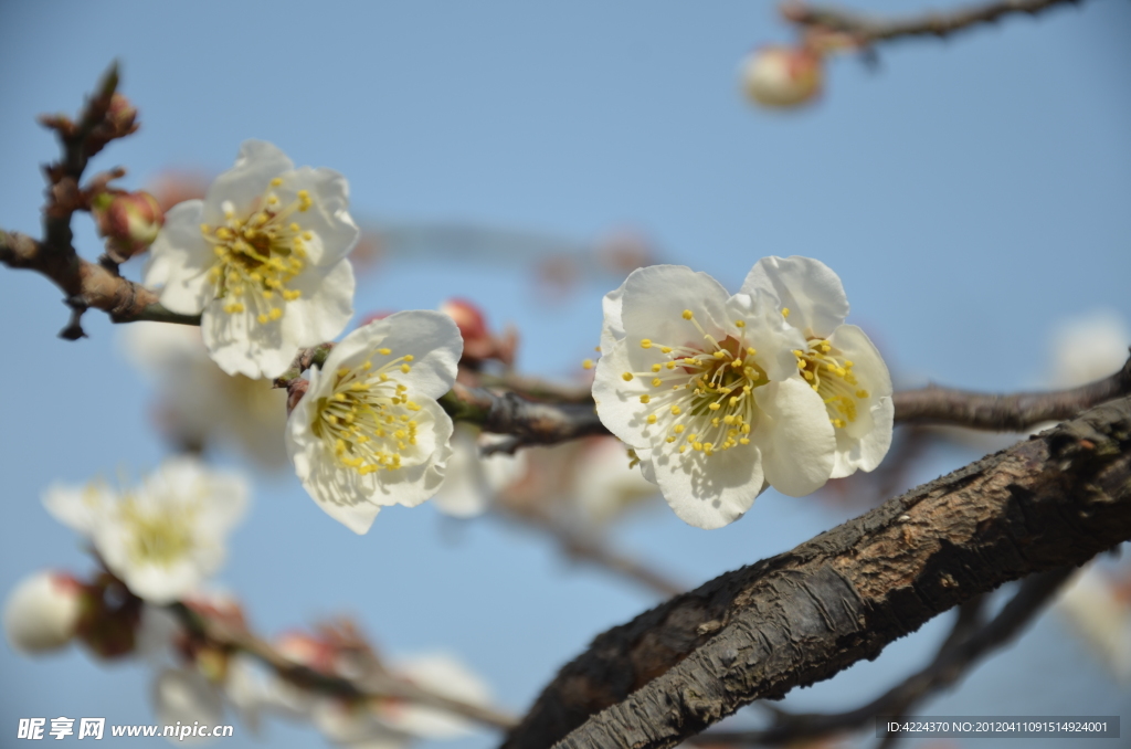 梅花