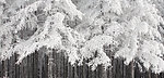 雪压松林
