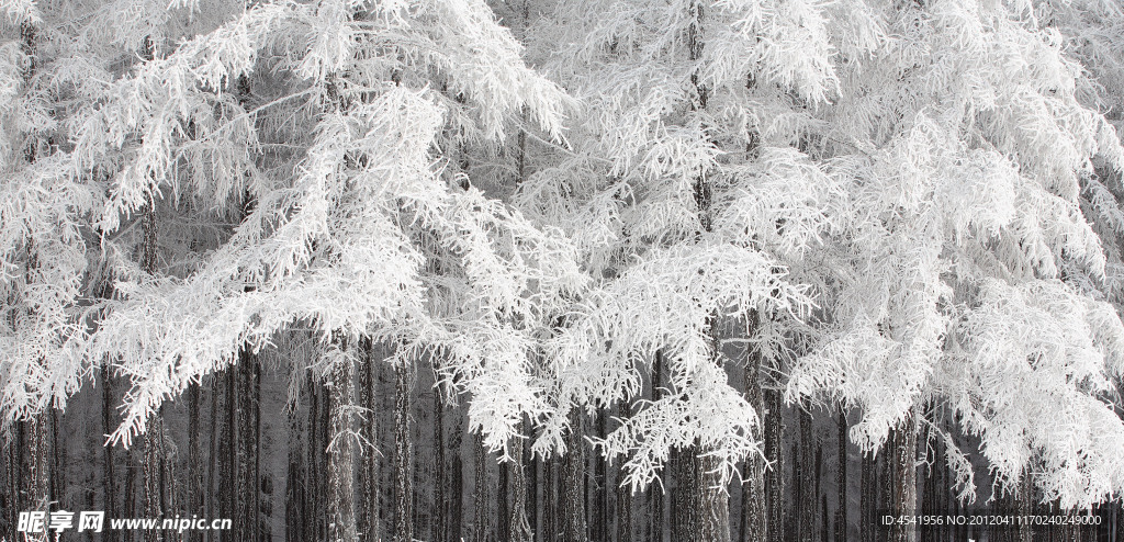 雪压松林