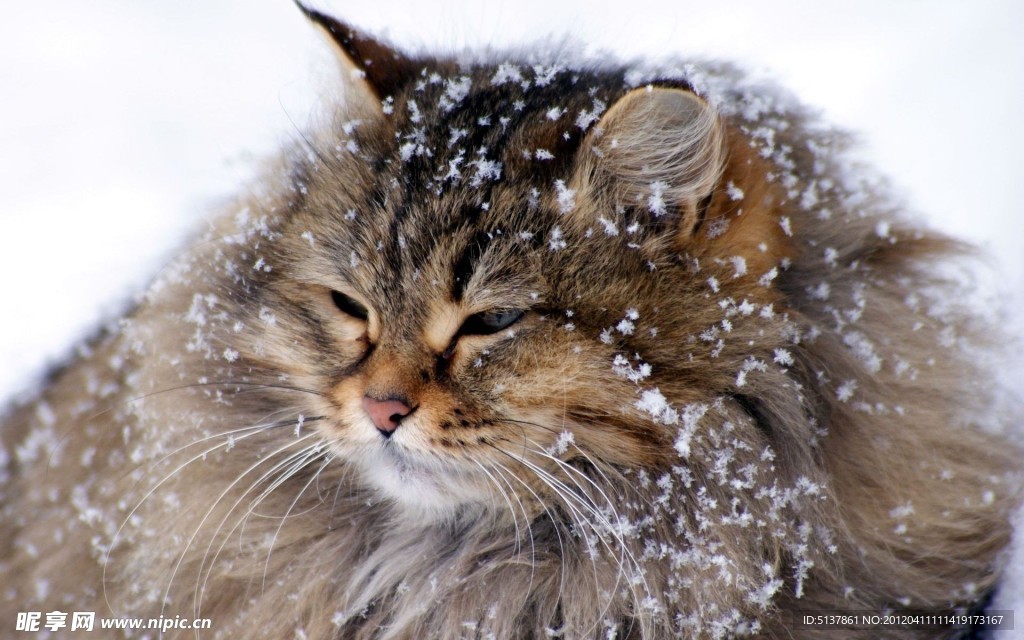 雪上小猫