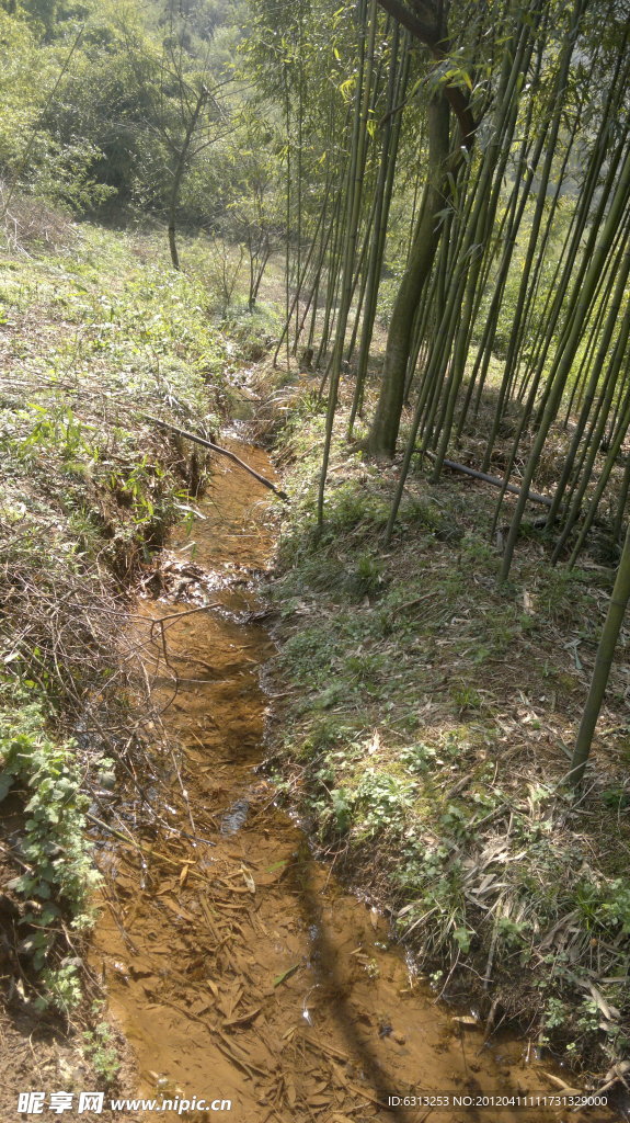 竹林