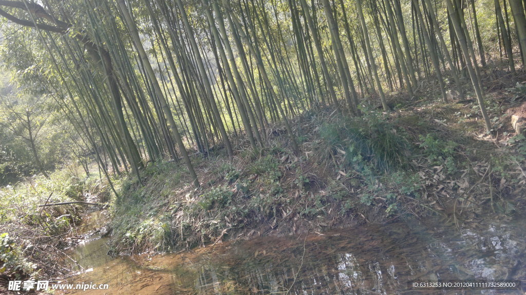 竹林