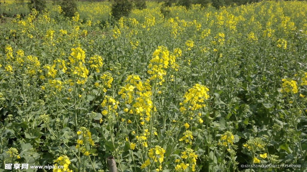 油菜花