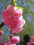 花团锦簇
