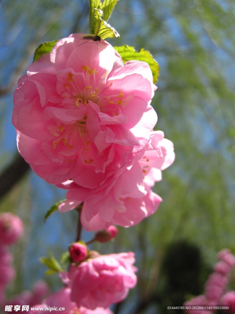 花团锦簇