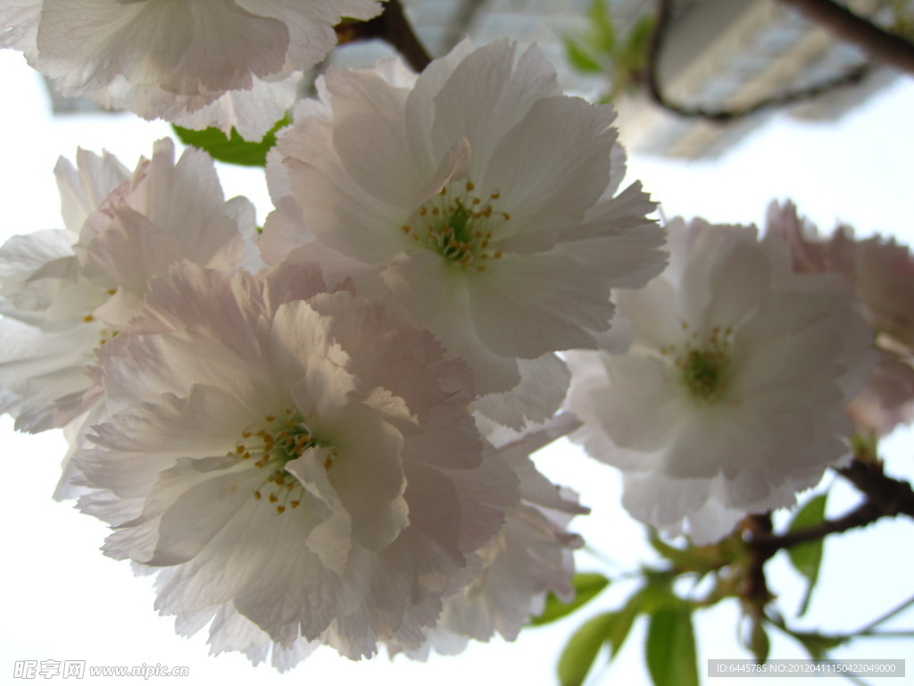 花团锦簇