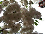 花团锦簇