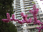 花枝招展