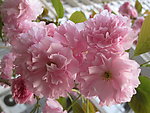 花团锦簇