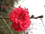 鲜花怒放