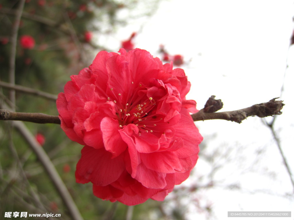 鲜花怒放