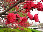 鲜花怒放