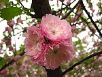 梅花三弄