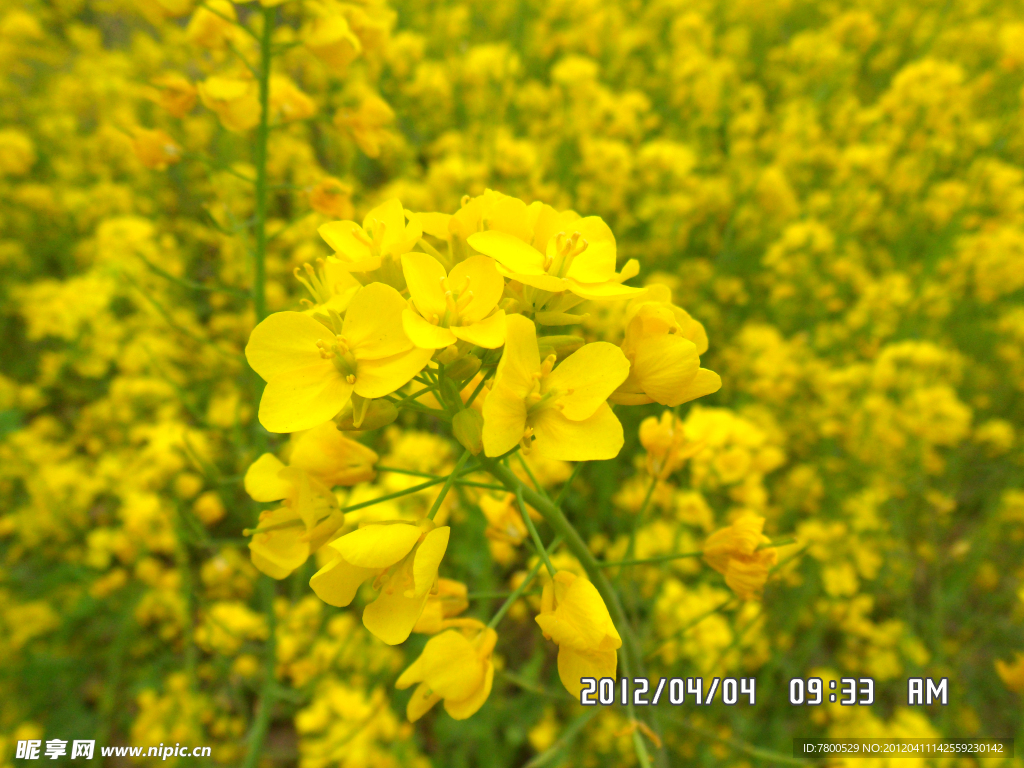 油菜花