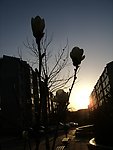 夕阳中的玉兰