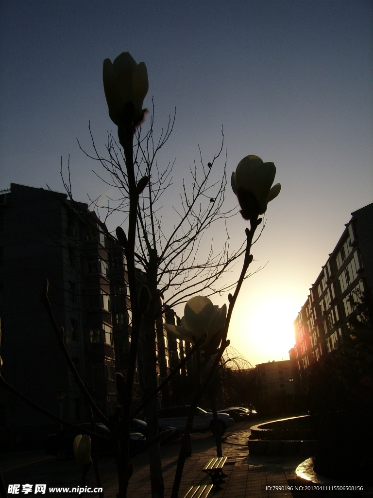 夕阳中的玉兰