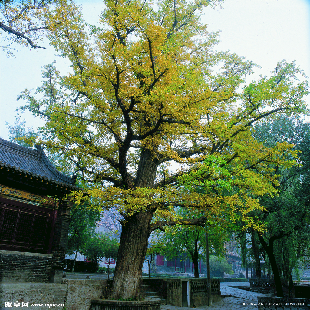 银杏树