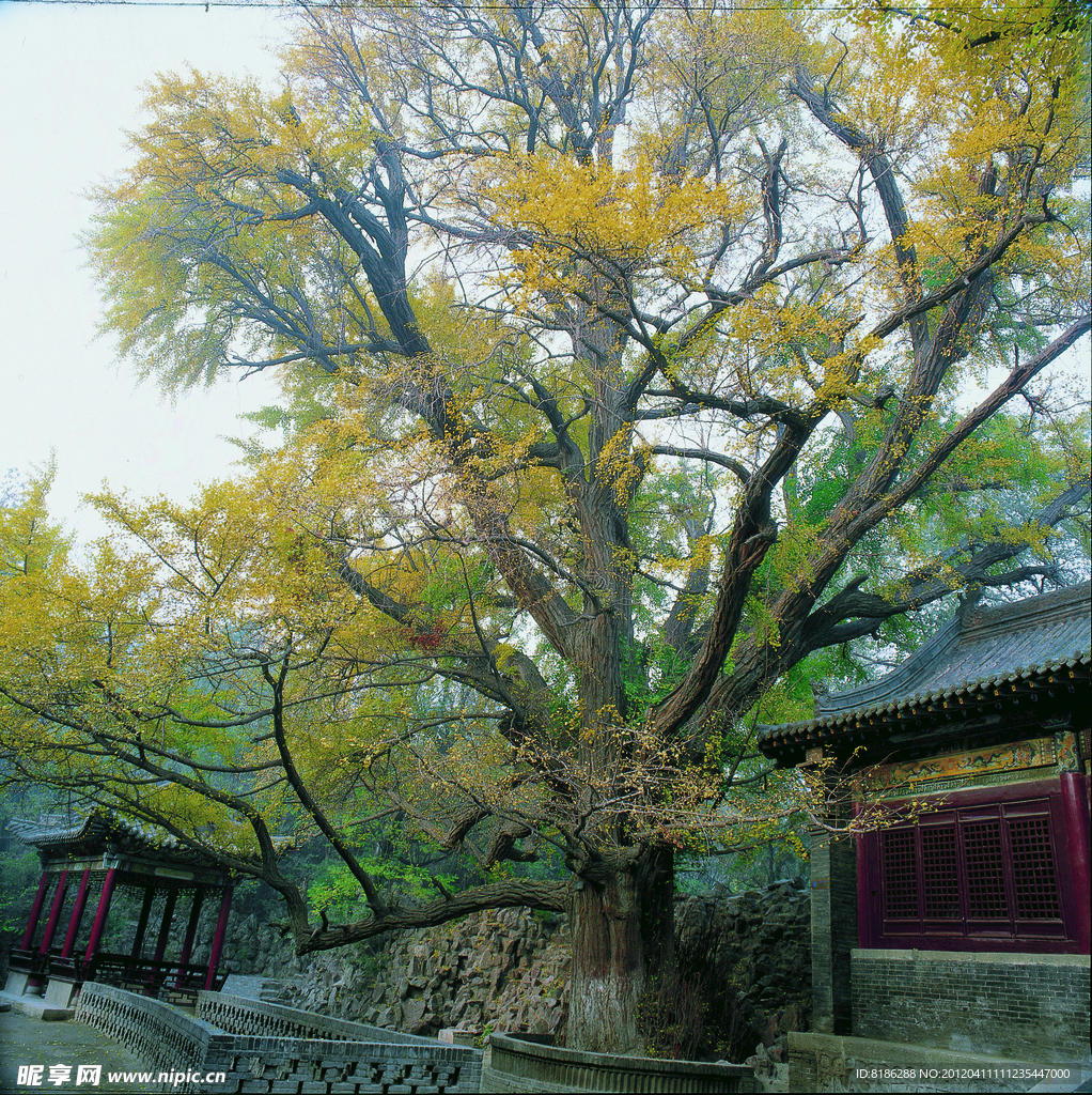 银杏树
