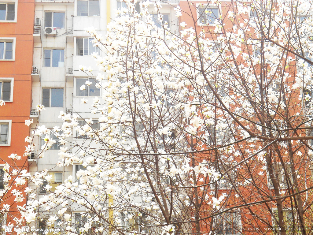 玉兰花