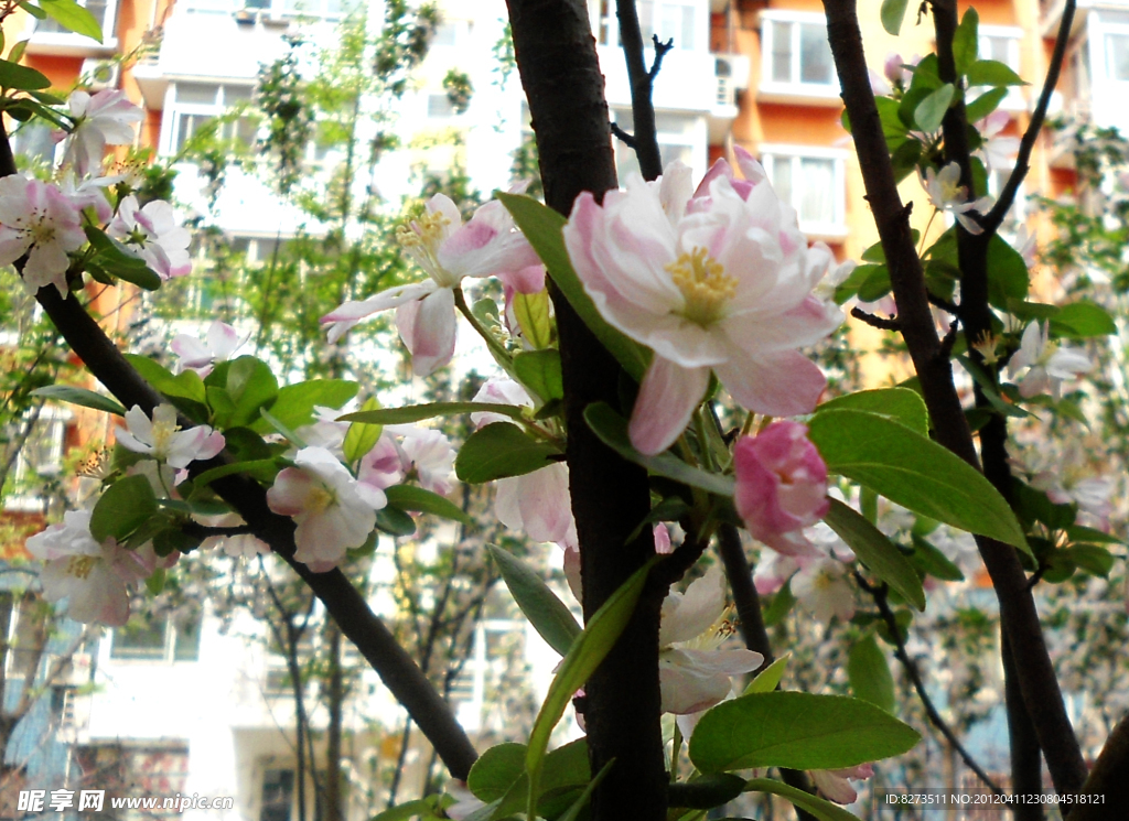 白色海棠花