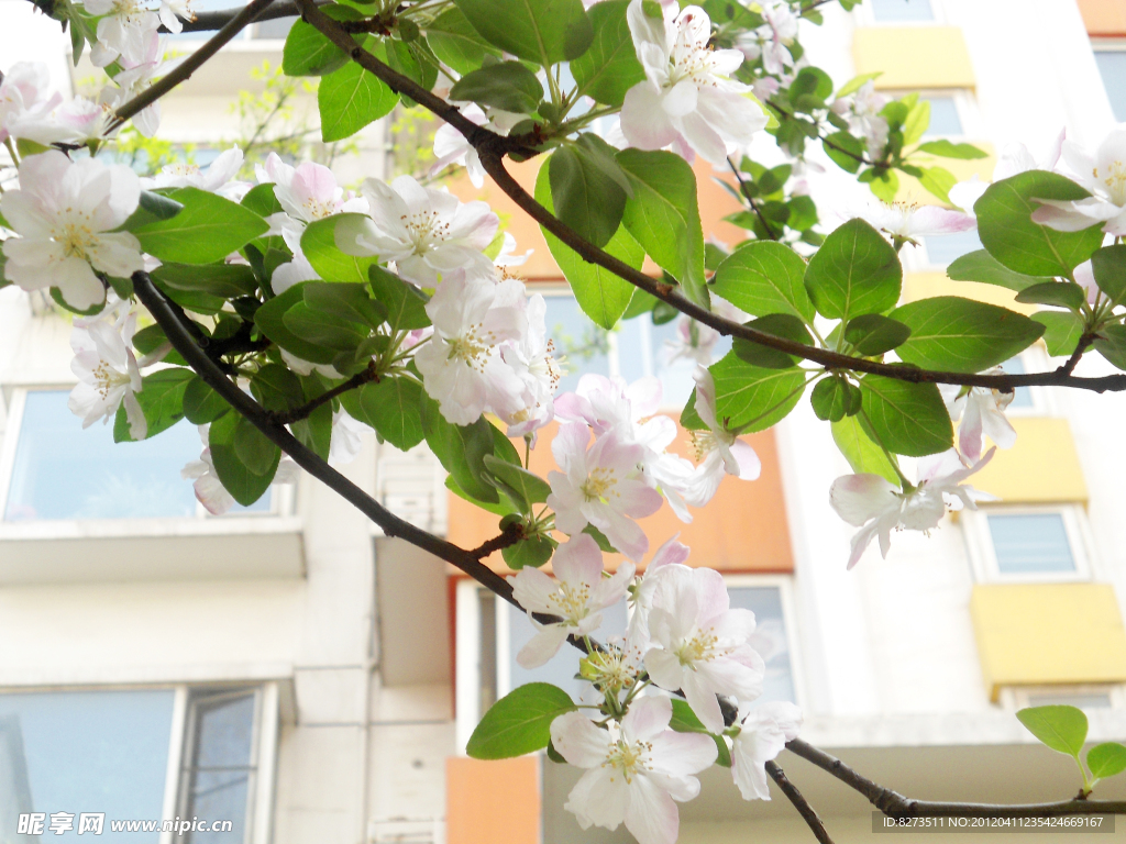 白色 海棠花