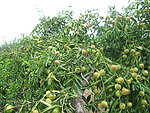 冬枣