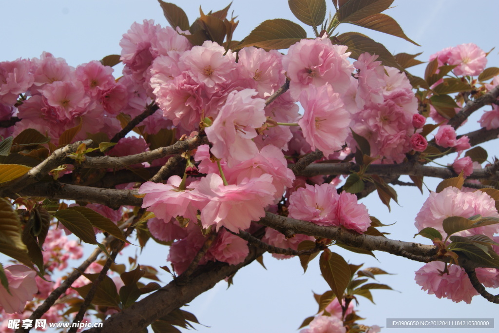 樱花