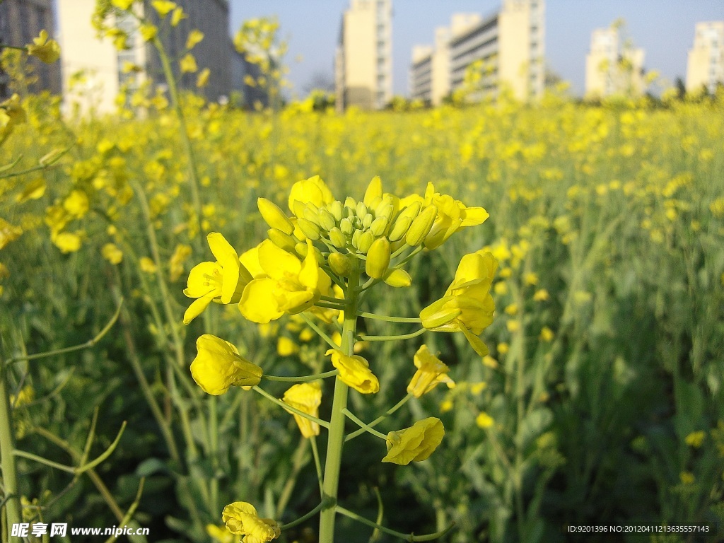 油菜花
