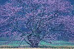 樱花树