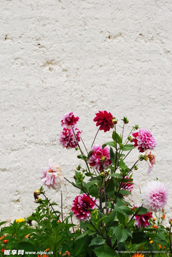 大丽花