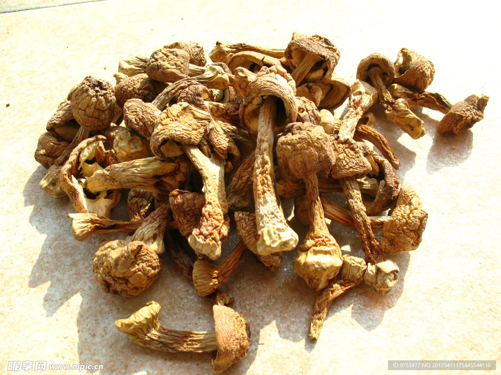 香菇摄影