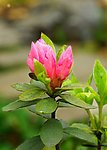 茶花