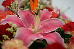 百合花