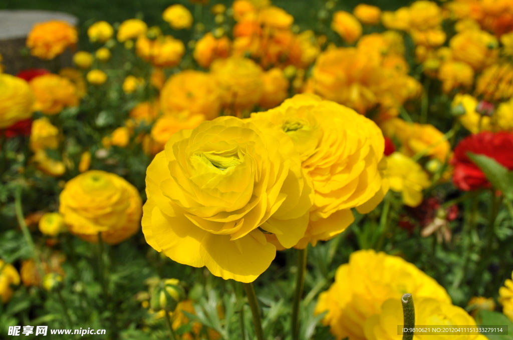 黄花特写