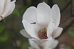 玉兰