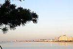 松树景观